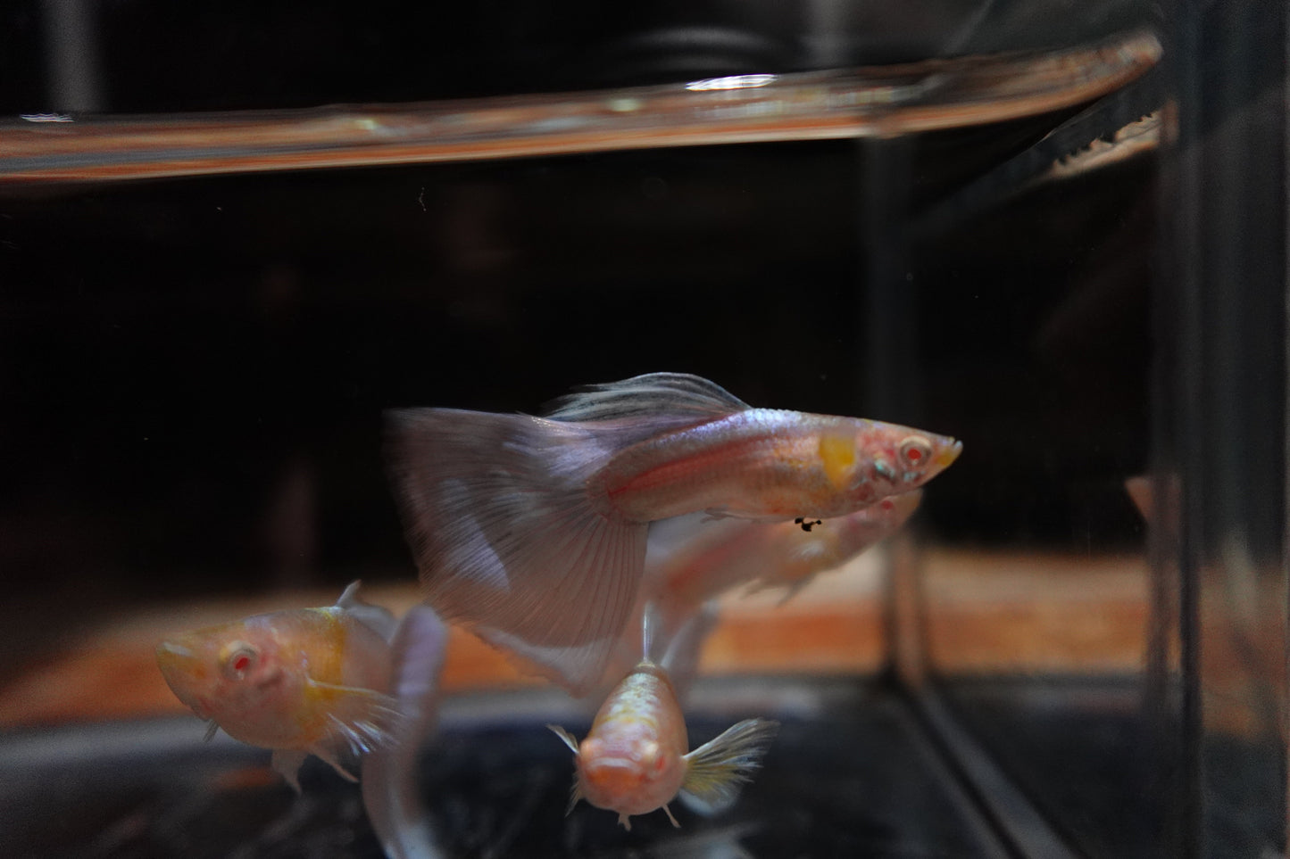 Albino Sky Blue Tail Guppy Fish