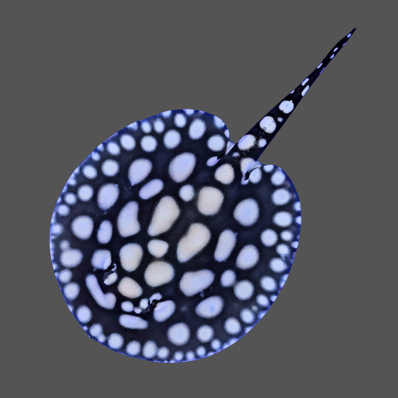 Black diamond stingray male 6.5 inch