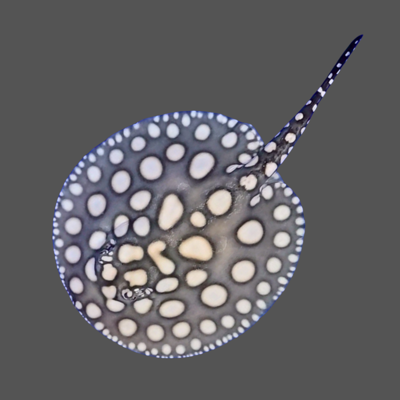 Black diamond stingray female 8 inch