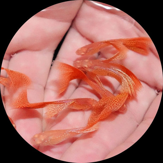 Albino Metal Yellow Lace Guppy Fish