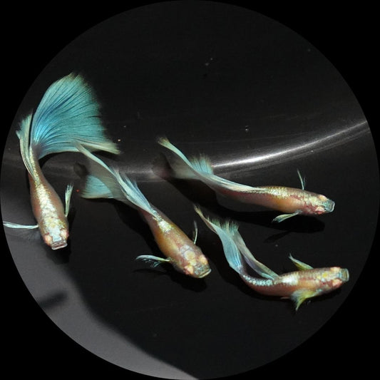 Albino Sky Blue Tail Guppy Fish