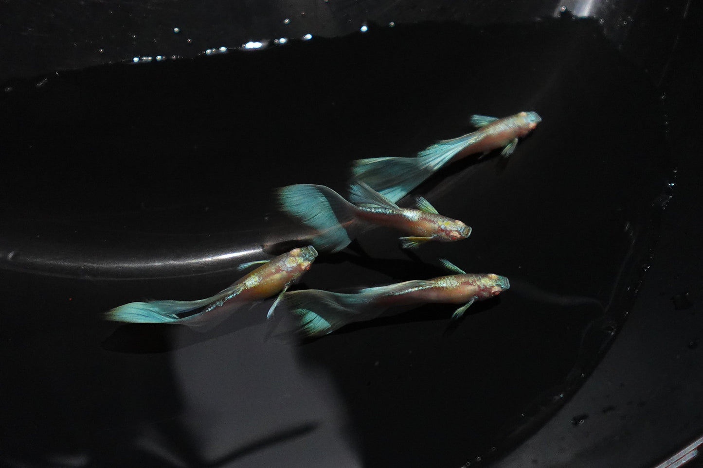 Albino Sky Blue Tail Guppy Fish