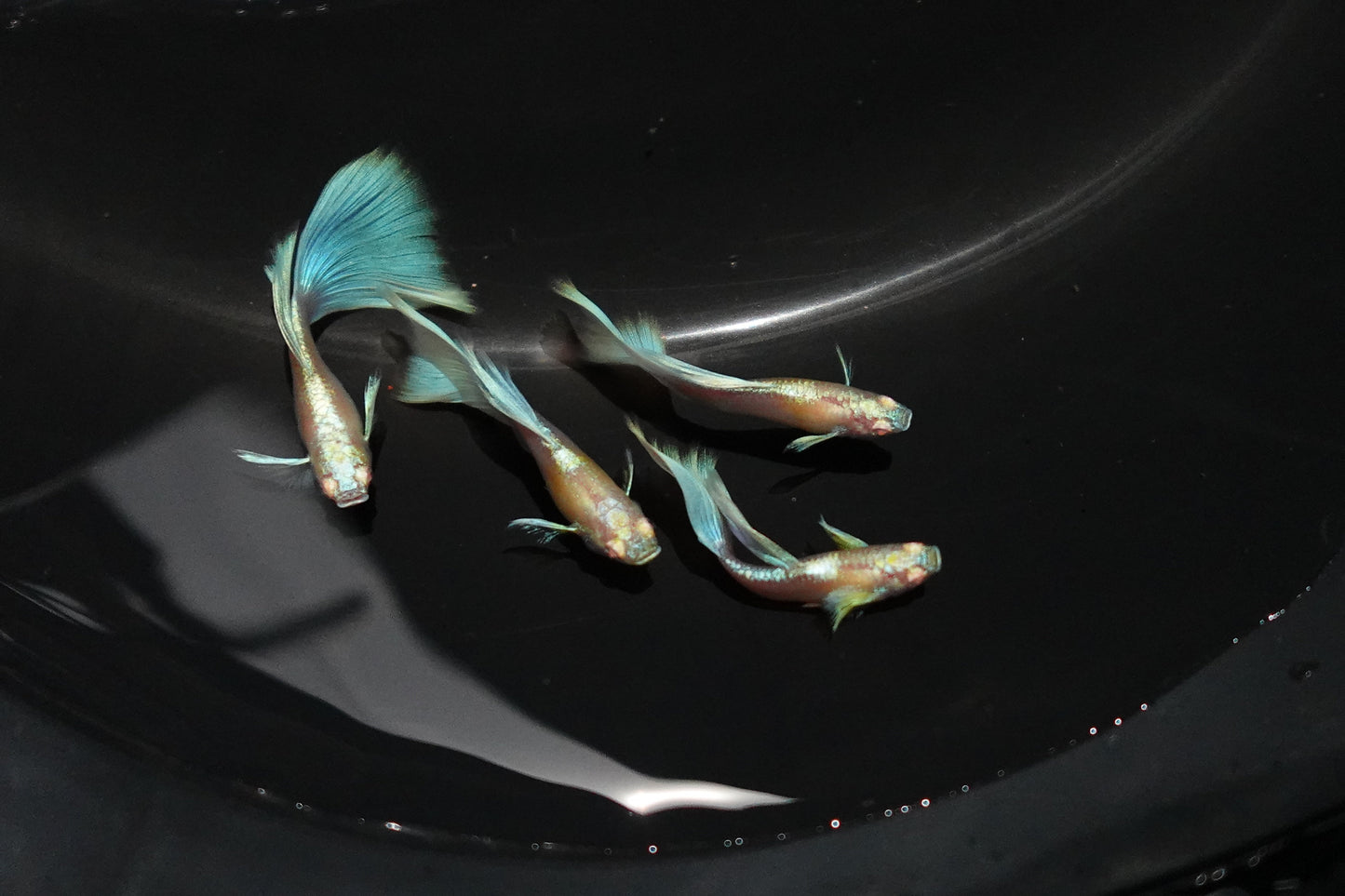 Albino Sky Blue Tail Guppy Fish