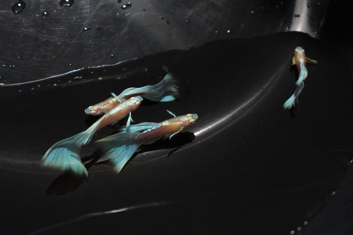 Albino Sky Blue Tail Guppy Fish