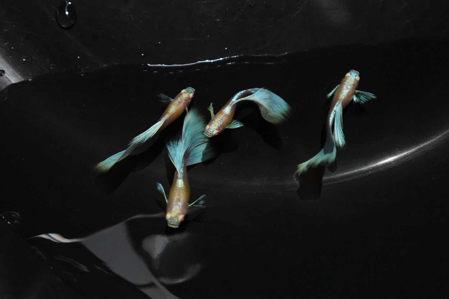Albino Sky Blue Tail Guppy Fish