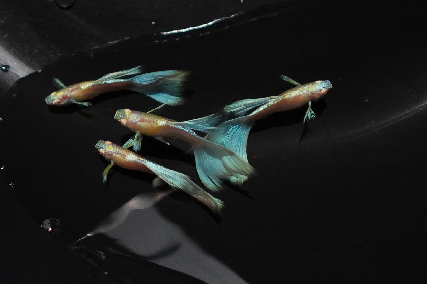 Albino Sky Blue Tail Guppy Fish