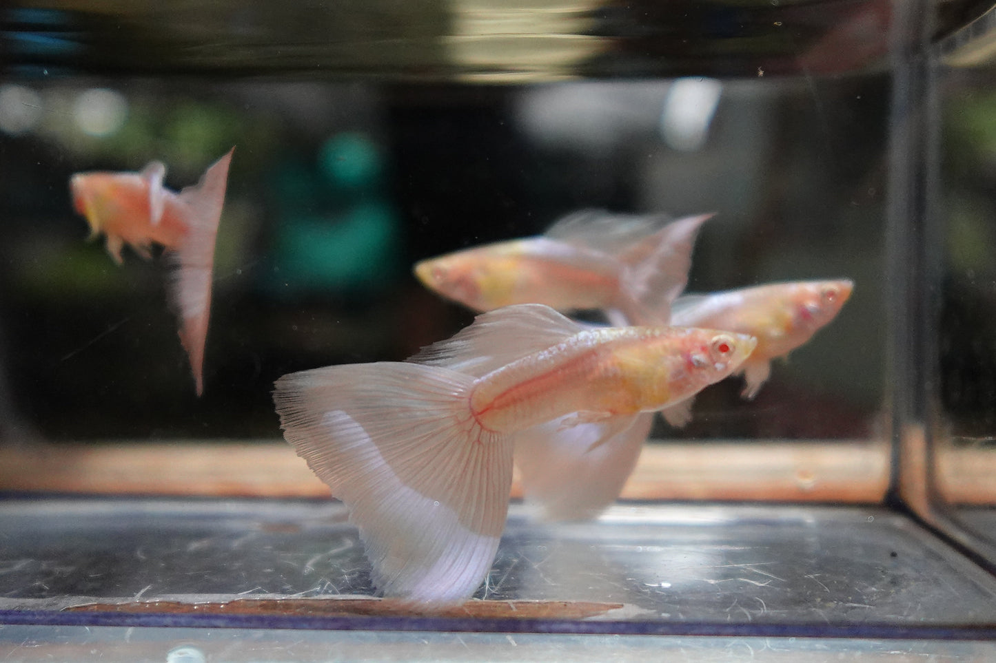 Albino Sky Blue Tail Guppy Fish