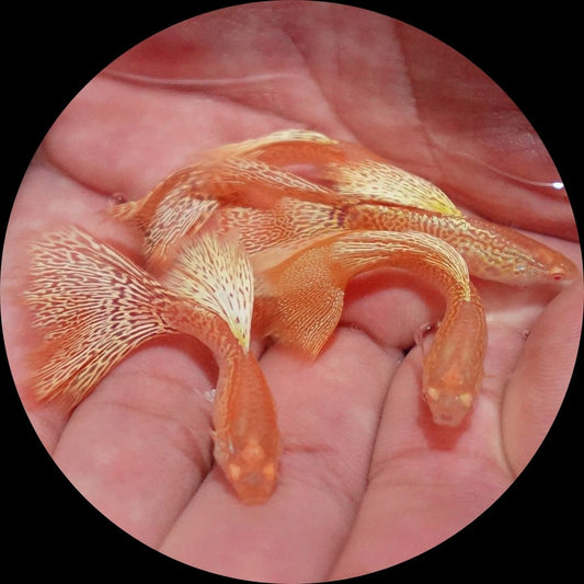 Albino Yellow King Cobra Snakeskin Guppy Fish