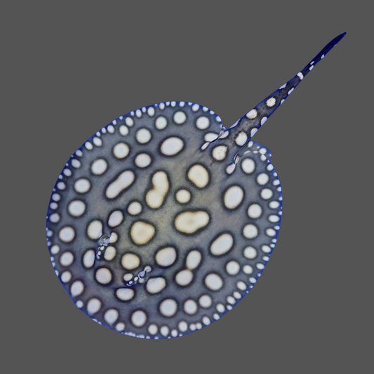 Black diamond stingray female 8.5 inch