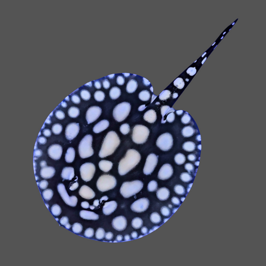 Black diamond stingray male 6.5 inch