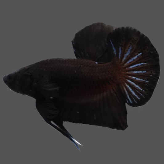 Black Betta Fish (Male)