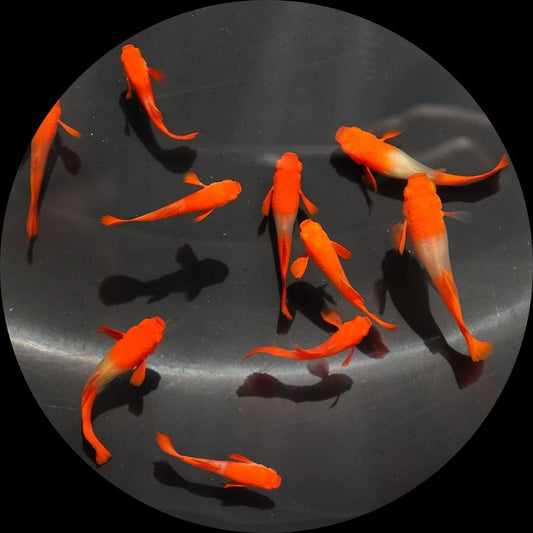 Albino Tuxedo Red Koi Red Ear Guppy Fish