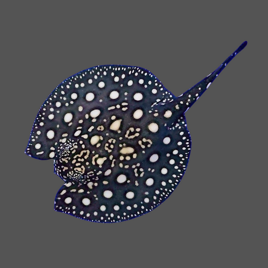 Black diamond stingray female 8 inch