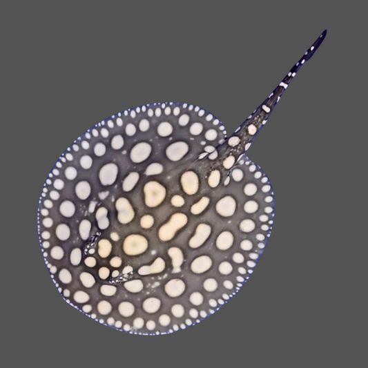 Black diamond stingray female 7.5 inch