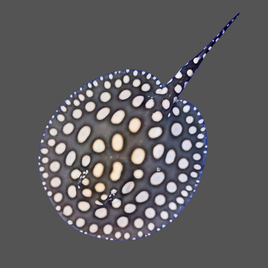 Black diamond stingray female 9 inch