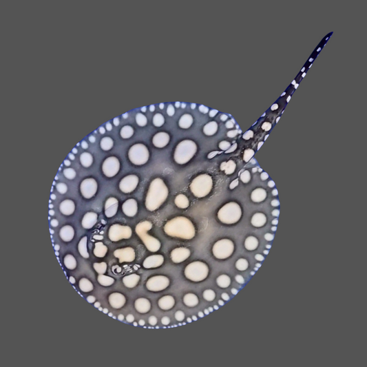 Black diamond stingray female 8 inch