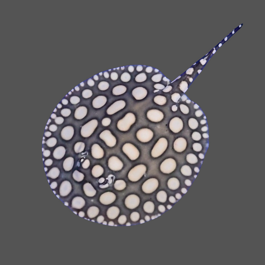 Black diamond stingray female 8 inch