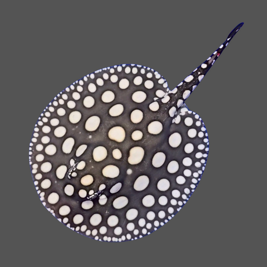 Black diamond stingray female 7.5 inch