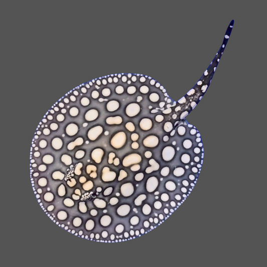 Black diamond stingray female 8 inch